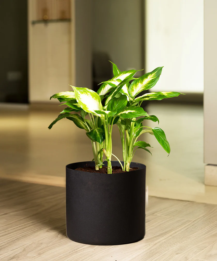 Good Luck Jade Plant